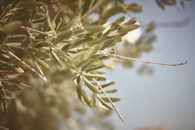 Close-up of hands holding a green olive leaf branch, conveying calm and connection.