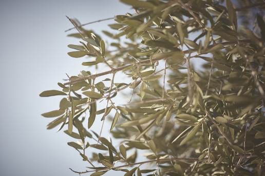 A close-up view of olive tree branches with elongated, green leaves swaying gently in the breeze against a clear blue sky. Sunlight filters through the leaves, creating a serene and peaceful ambiance.