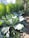Large leafy greens are growing in a garden setting with sunlight casting shadows on the soil. Behind them, tall green plants create a dense wall of foliage.