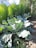 Large leafy greens are growing in a garden setting with sunlight casting shadows on the soil. Behind them, tall green plants create a dense wall of foliage.