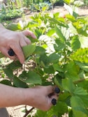 A group of preschoolers picking ripe berries on a sunny day.