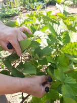 Visitors enjoying a sunny day outdoors, picking berries and smiling in the farm’s welcoming atmosphere.