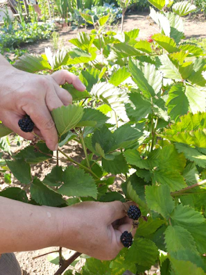 Hands picking ripe wild berries among lush green foliage in a Finnish forest.