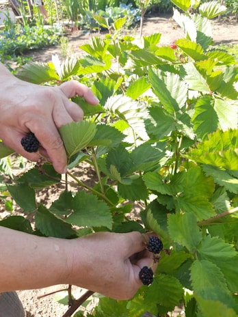 A family enjoying fresh fruit picked from their garden.