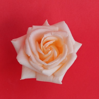 Small elegant red rose bloom on a soft neutral background.