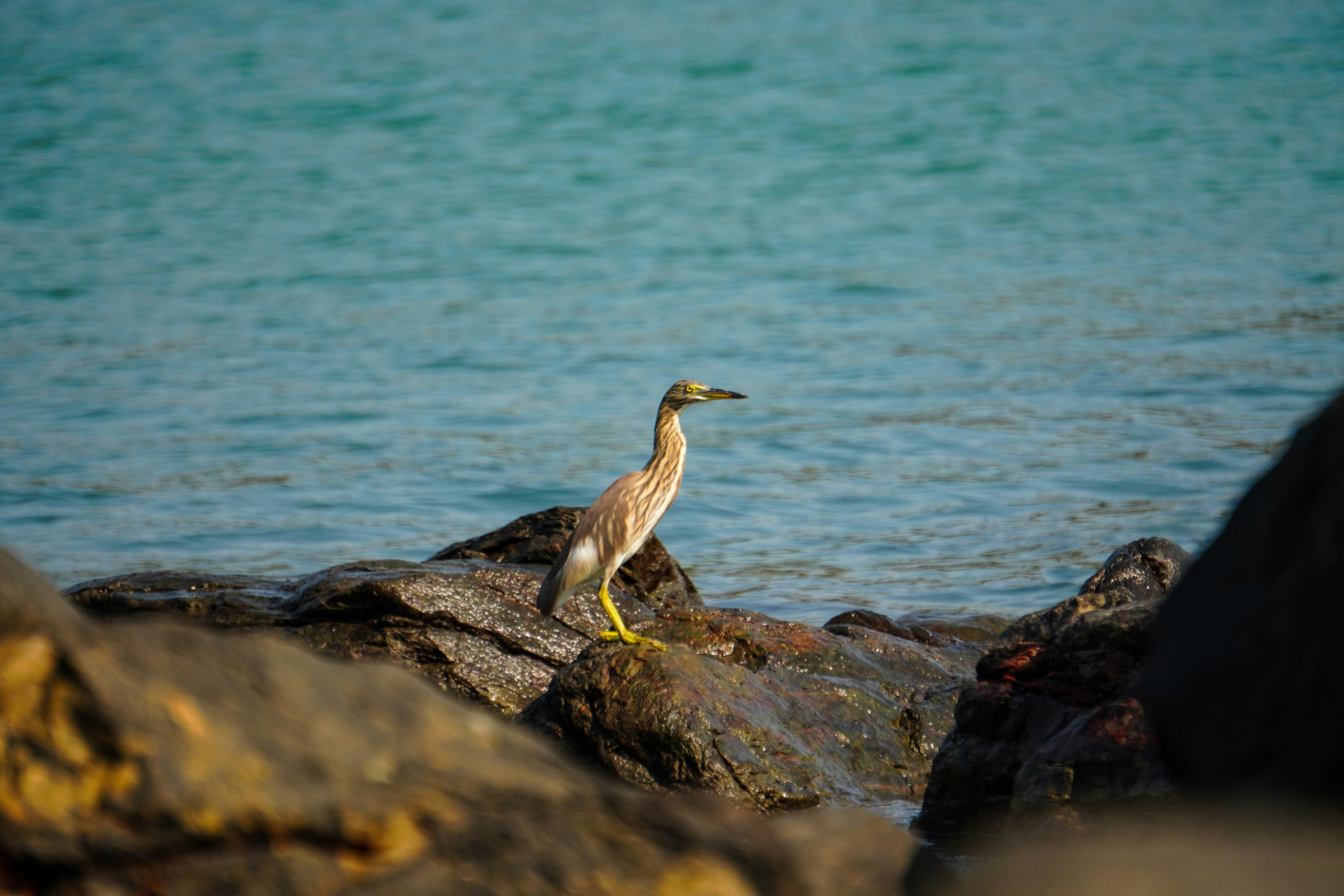 a bird is standing on some rocks by the water