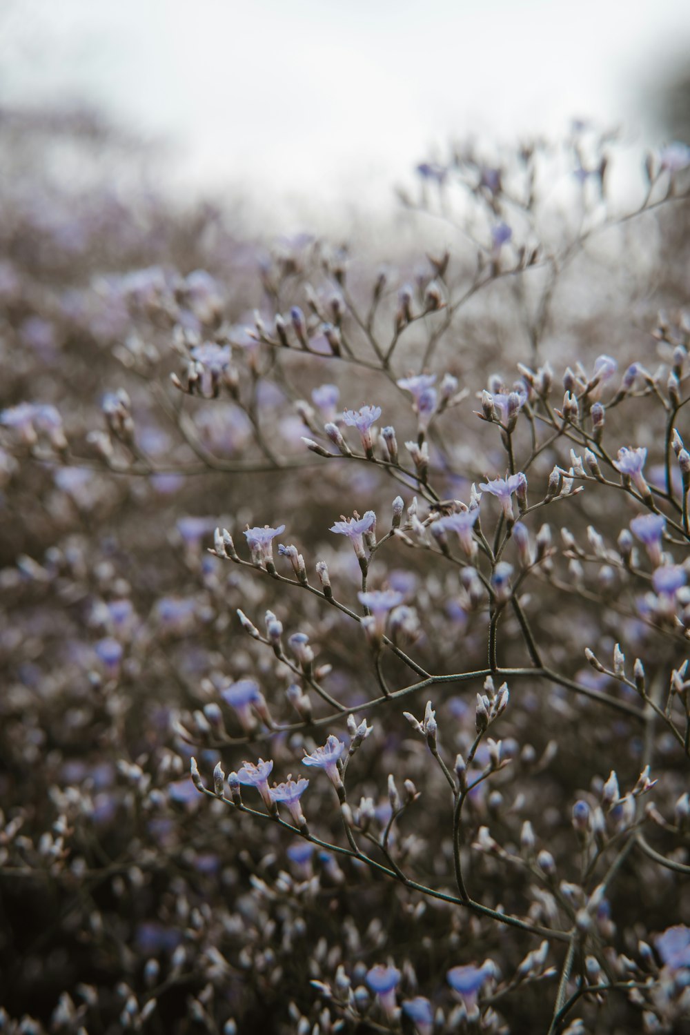 a close up of a plant with purple flowers