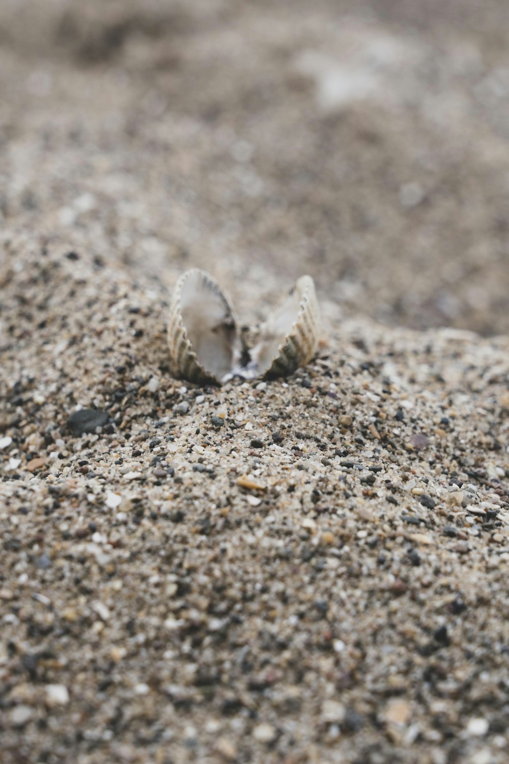 a small shell on the sand on a beach