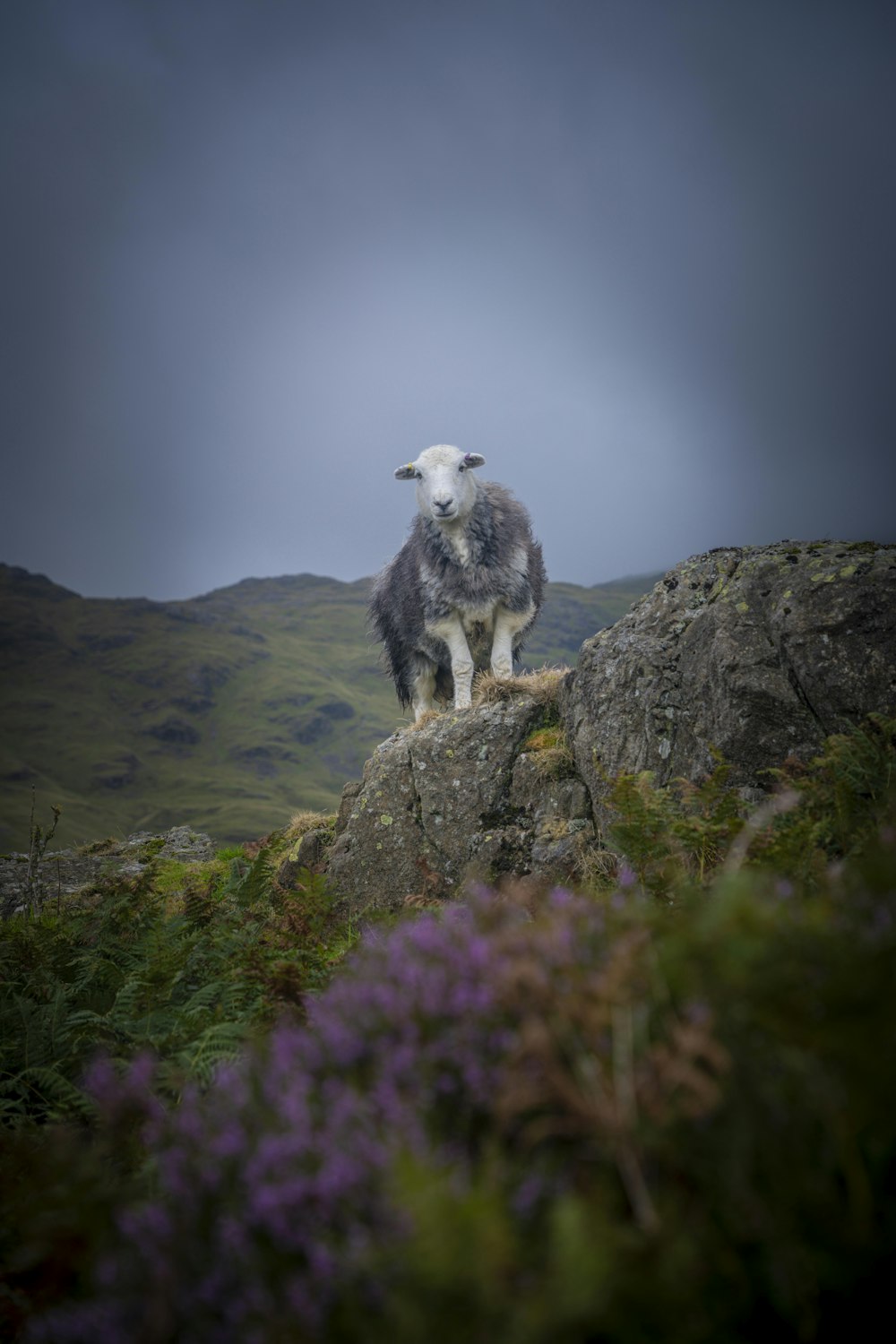 a black and white sheep standing on top of a rock