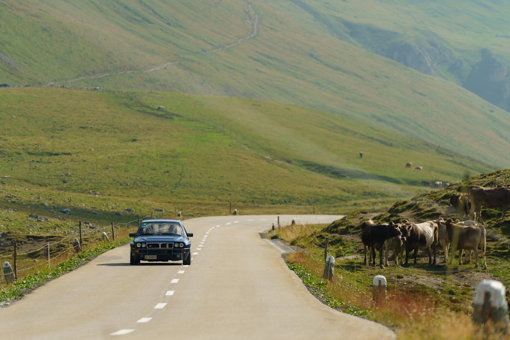 a car driving down a road with a herd of cattle behind it