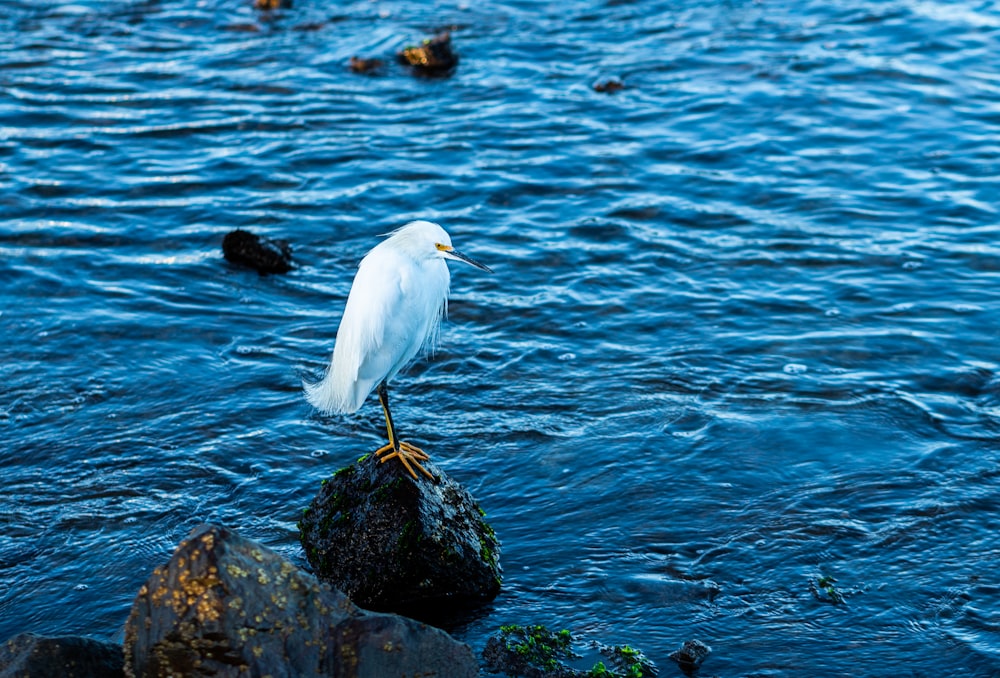 a white bird is standing on a rock in the water