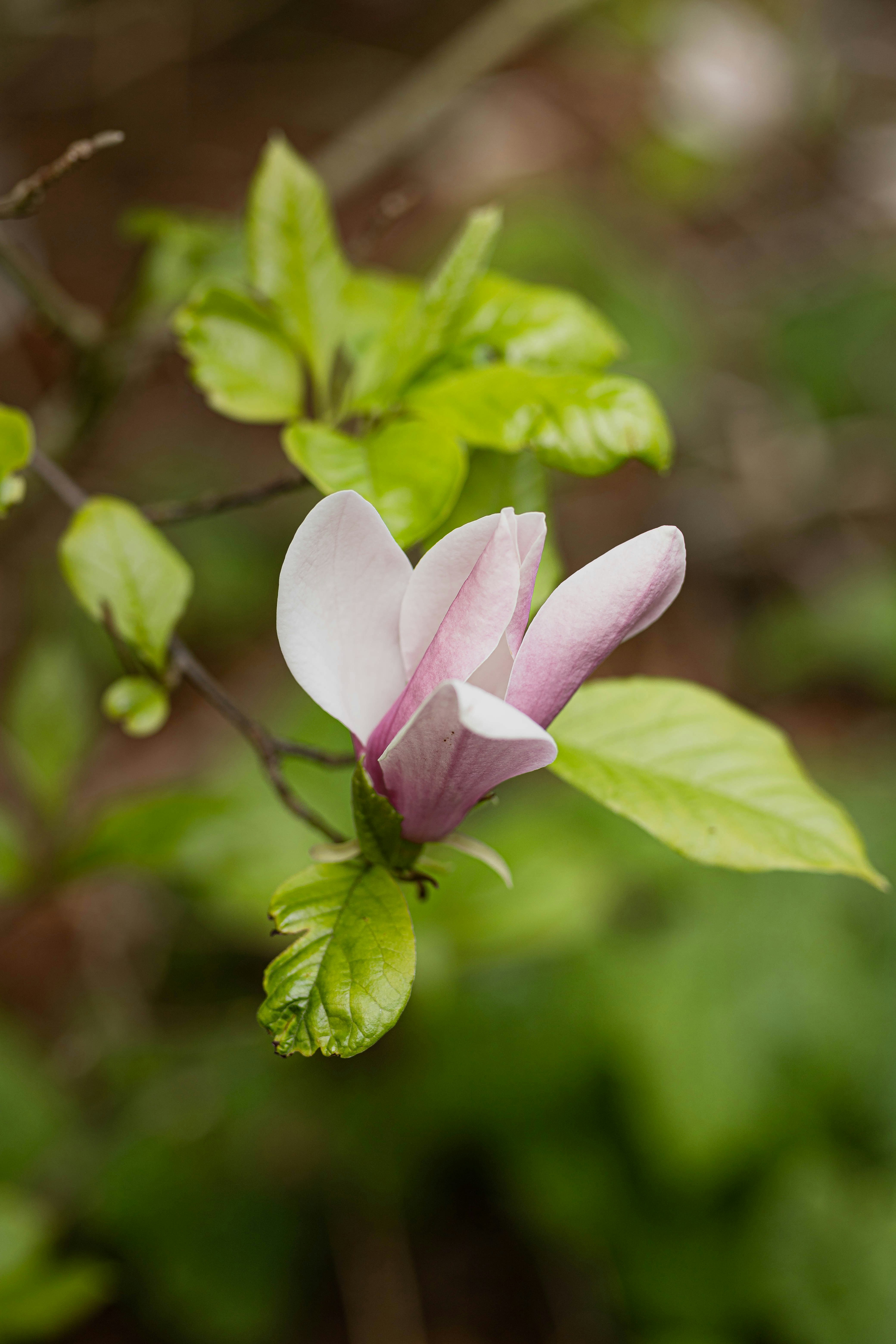 a pink flower with green leaves in the background
