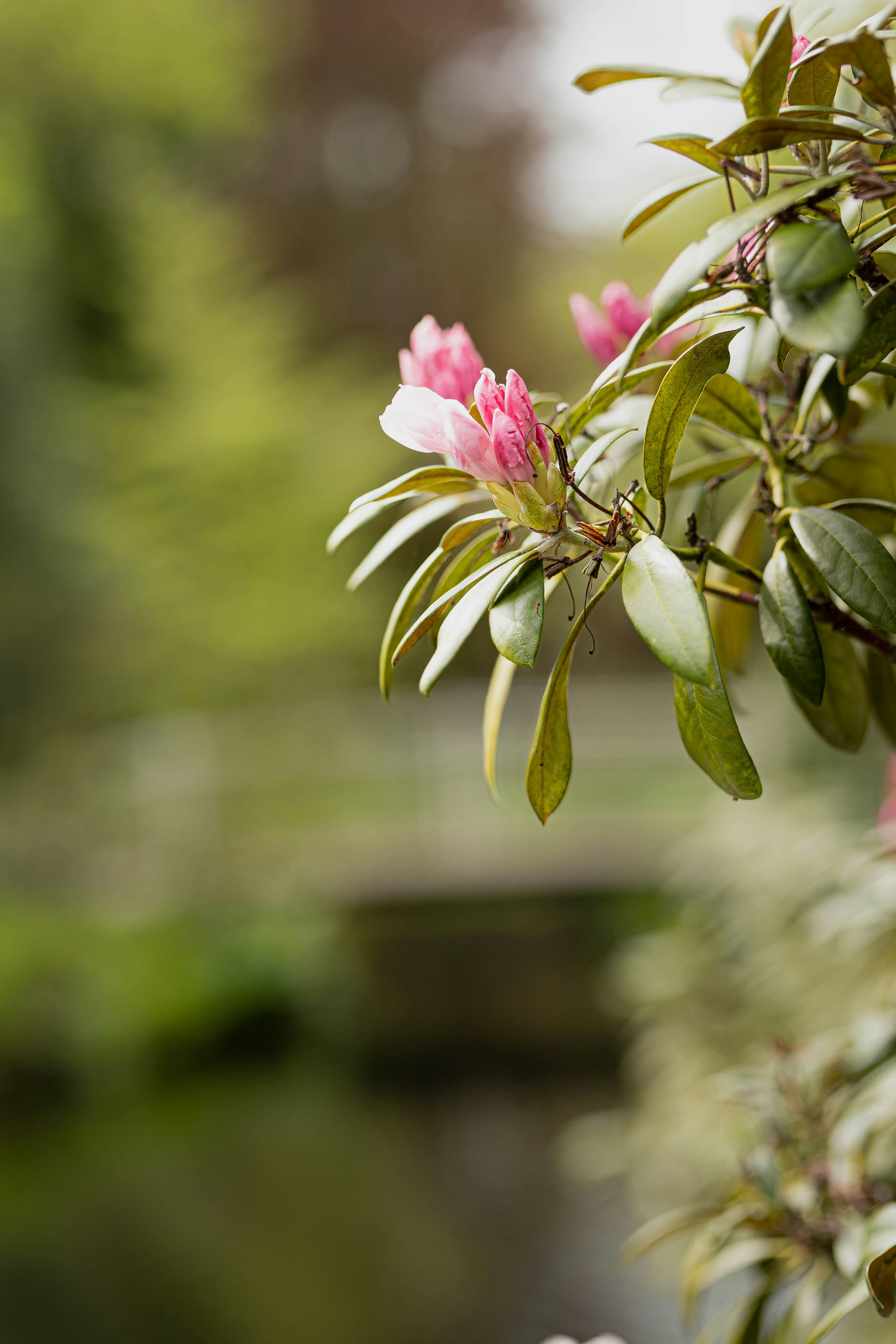 a branch of a tree with pink flowers