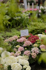 A shipment of hydrangeas ready for export.
