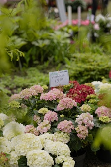 A shipment of hydrangeas ready for export.