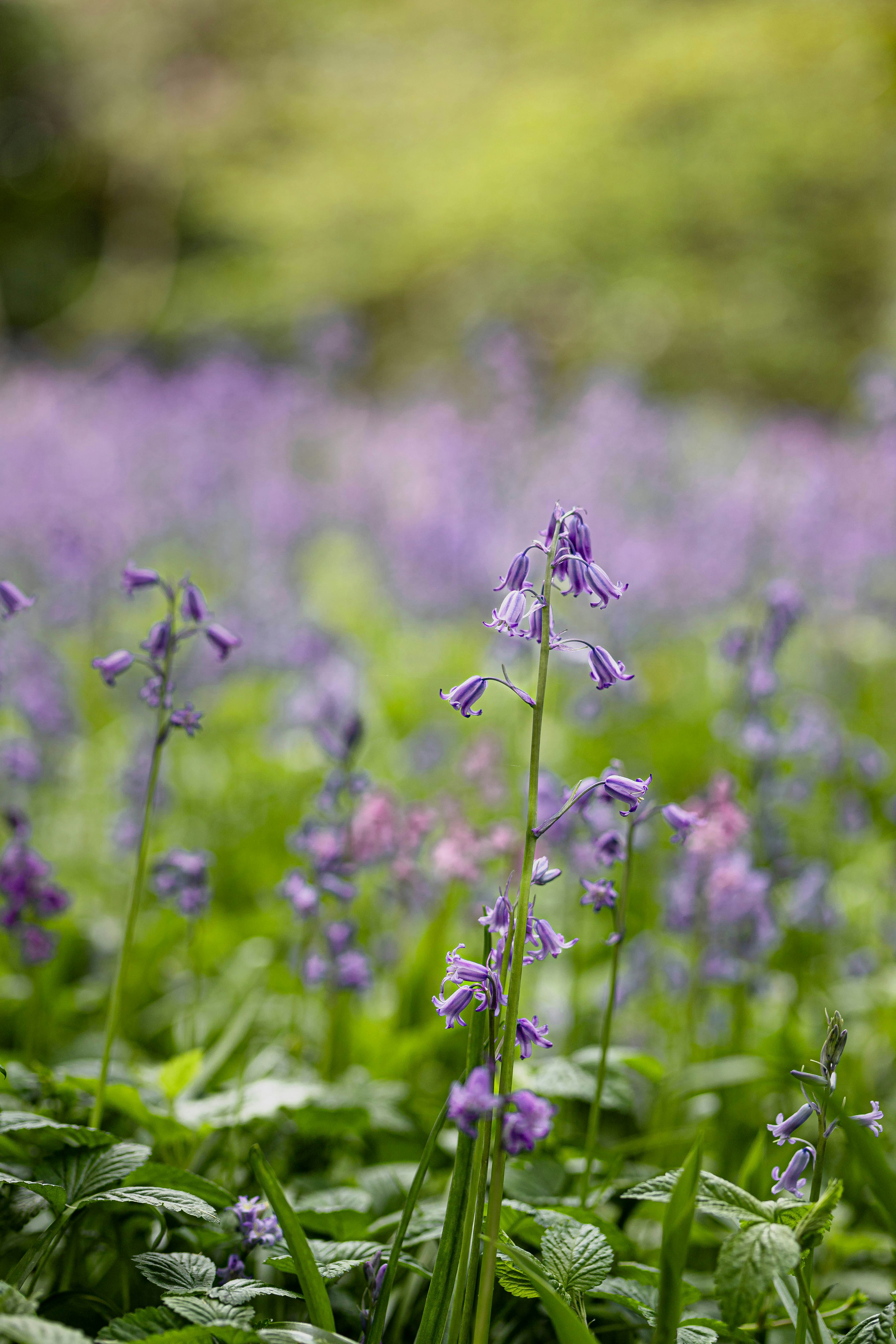 a field full of purple flowers and green leaves
