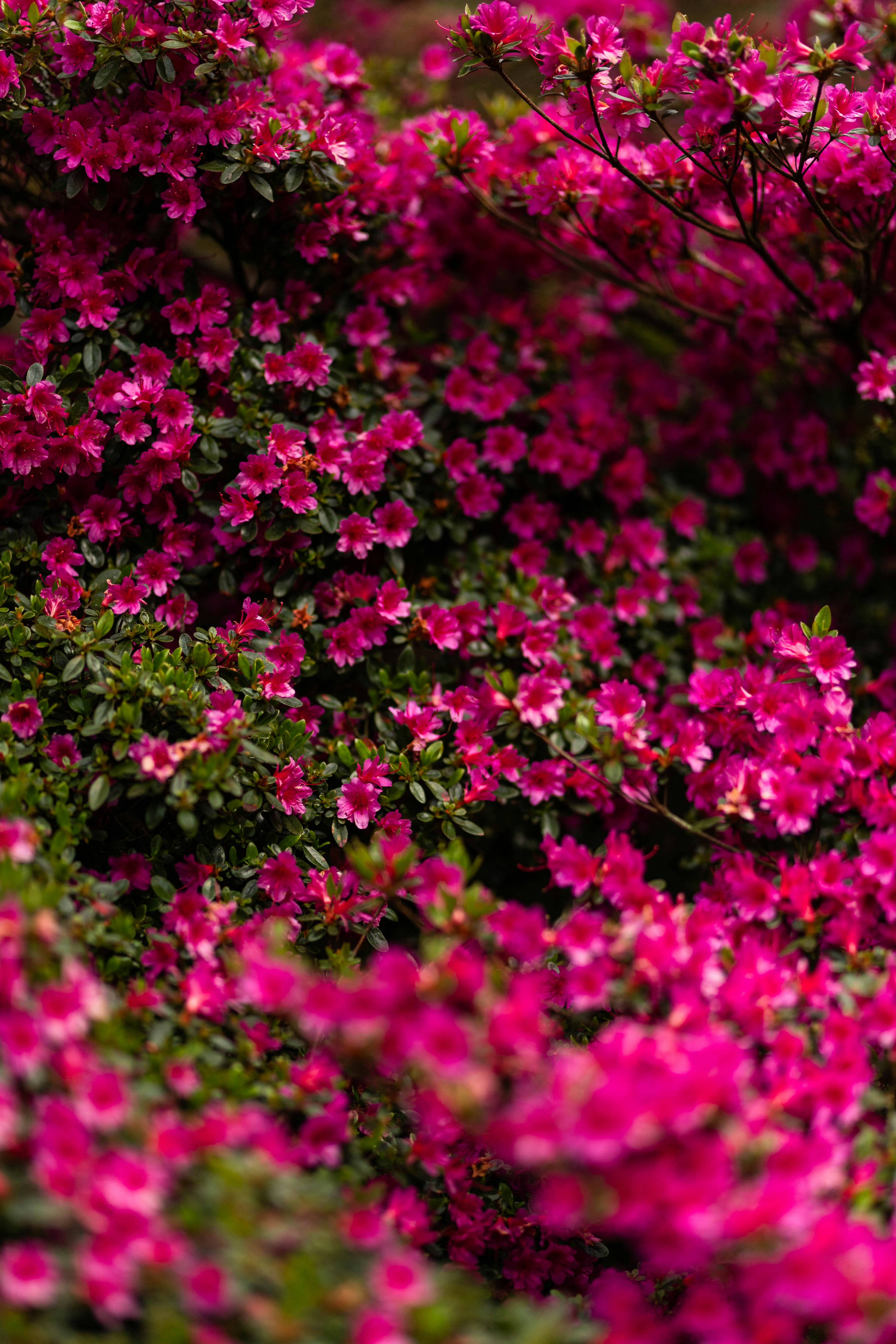 a bunch of pink flowers that are in the grass