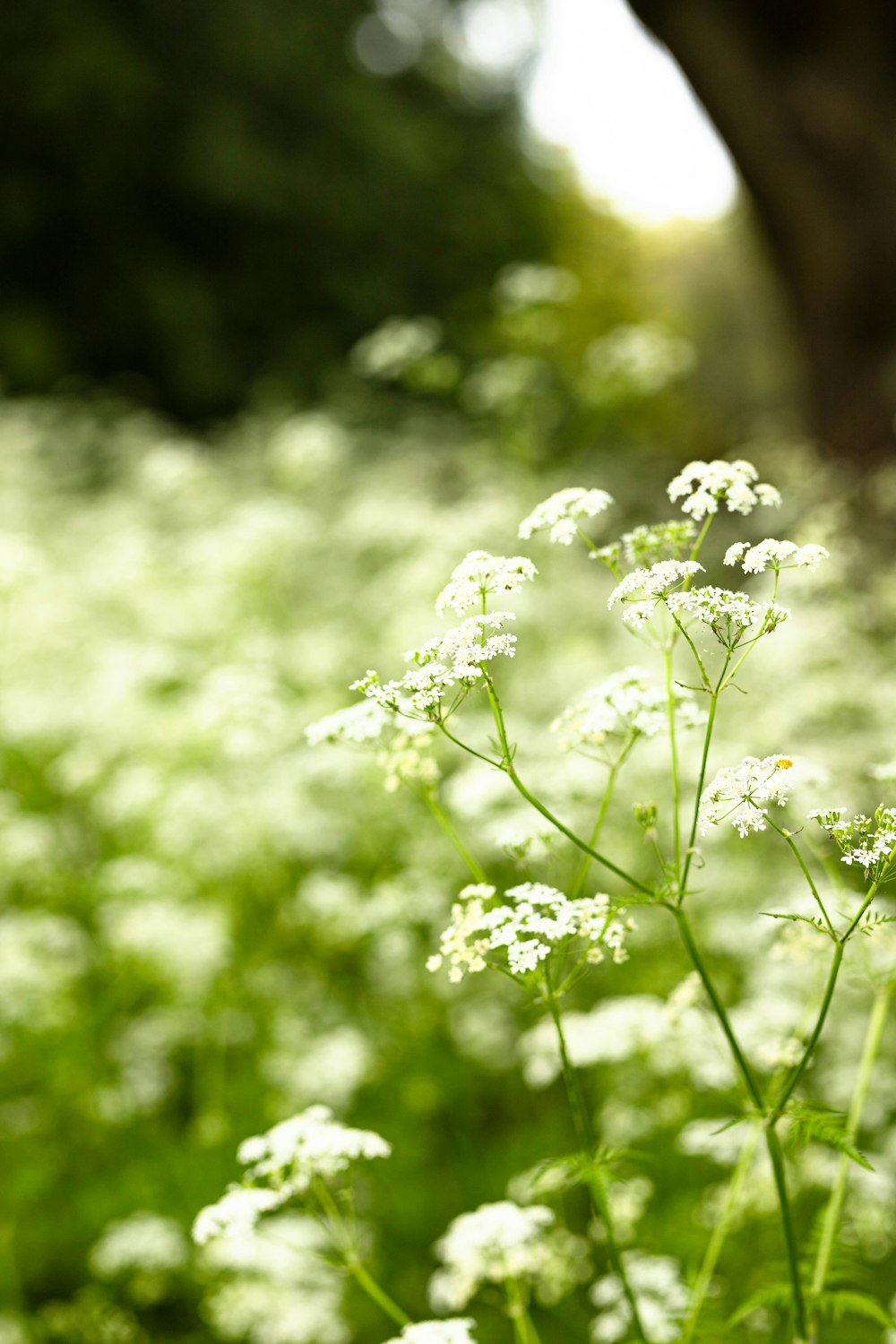 a field of white flowers with a tree in the background