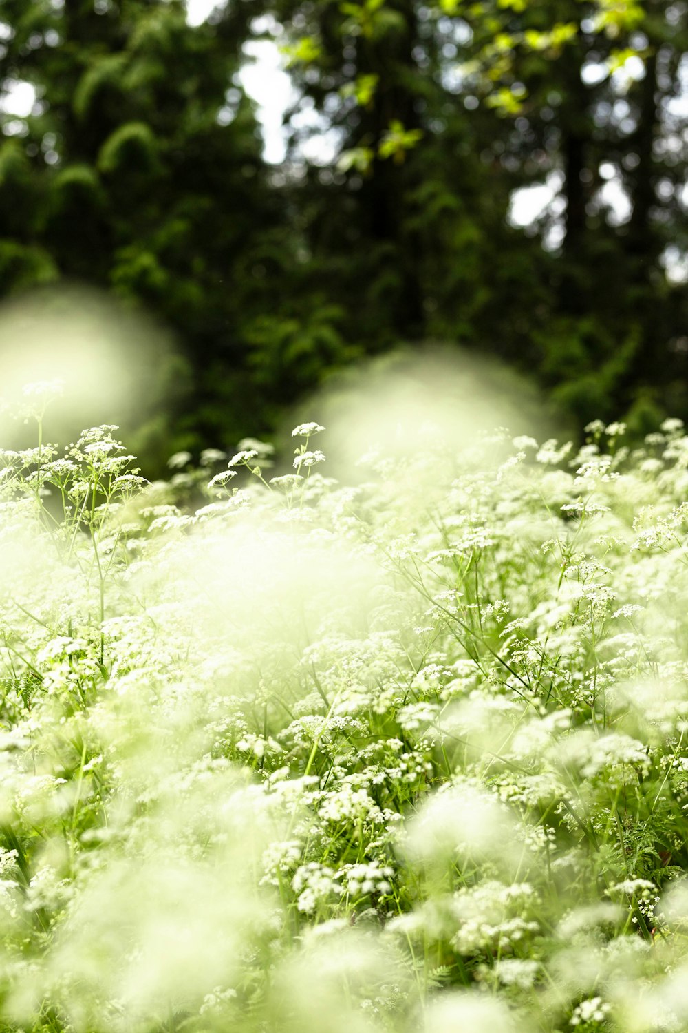 a field of white flowers with trees in the background