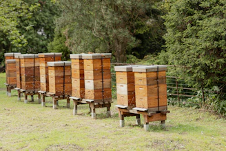 a row of beehives in a field with trees in the background