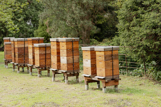 a row of beehives in a field with trees in the background
