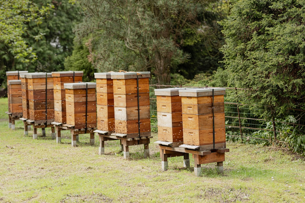 a row of beehives in a field with trees in the background