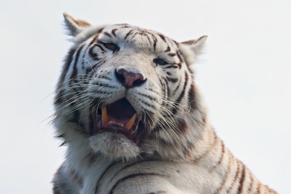 a close up of a white tiger with its mouth open