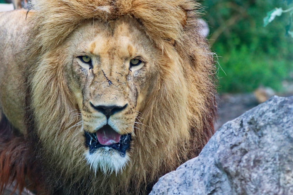a close up of a lion near a rock