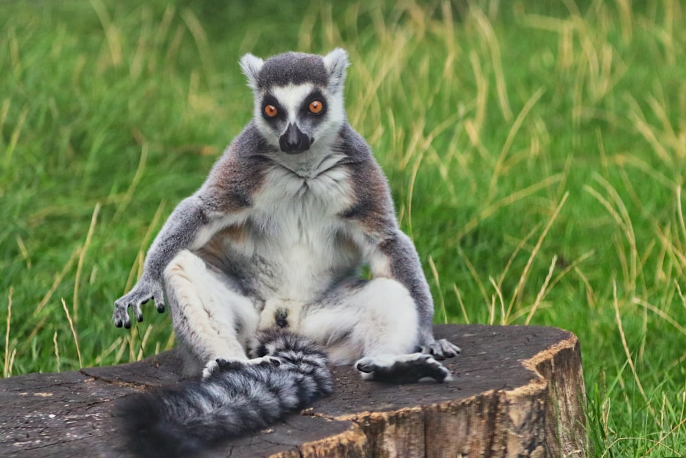 a lemur sitting on top of a tree stump