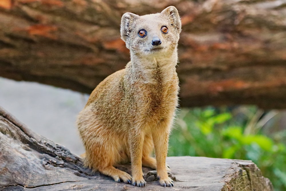 a small brown animal sitting on top of a log