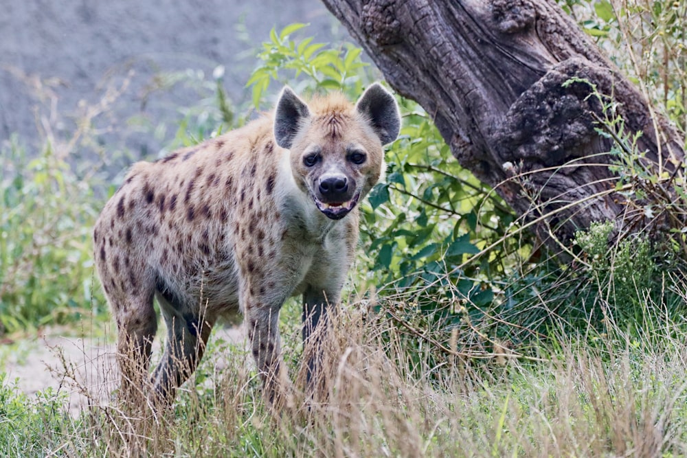 a spotted hyena standing in the grass near a tree