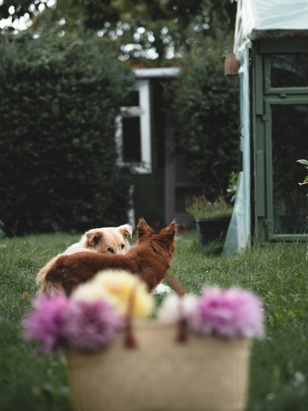 a dog and a cat sitting in the grass