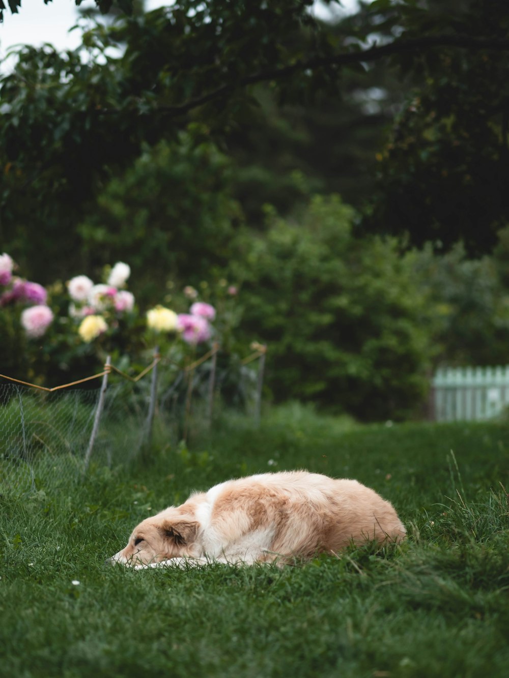 a brown and white dog laying on top of a lush green field