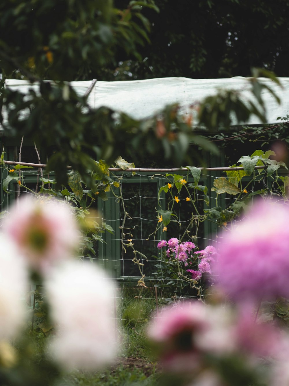 a bunch of flowers that are by a fence