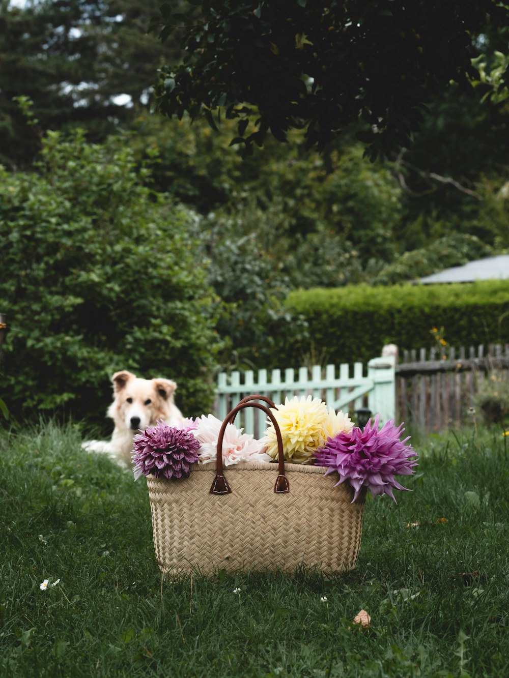 a dog sitting in the grass next to a basket with flowers