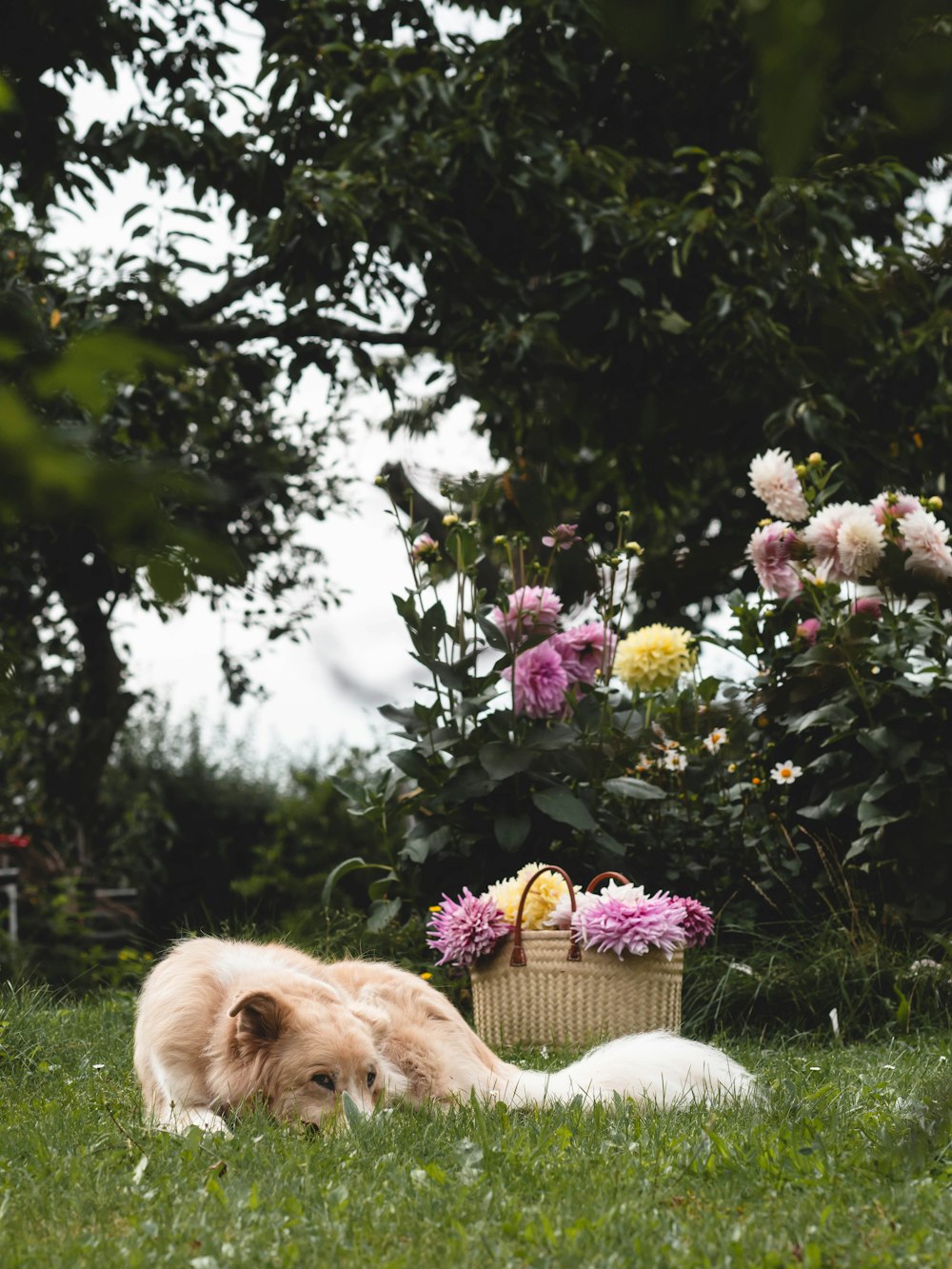 a dog laying in the grass next to a basket of flowers