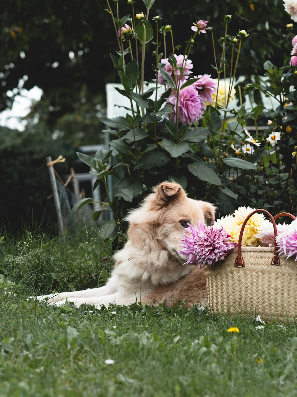 a dog sitting in the grass with a basket of flowers