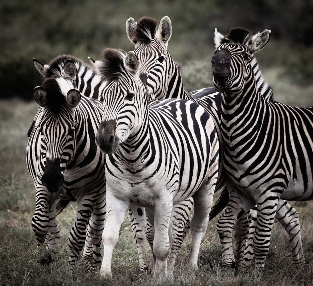 a herd of zebra standing on top of a grass covered field