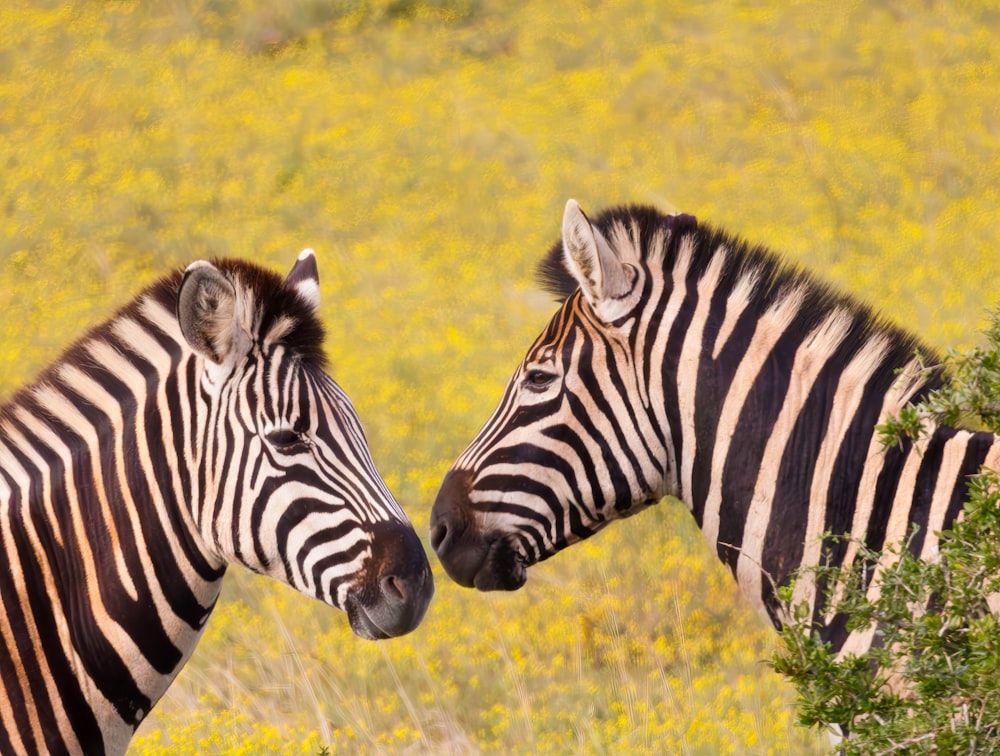 ein paar zebras, die nebeneinander stehen