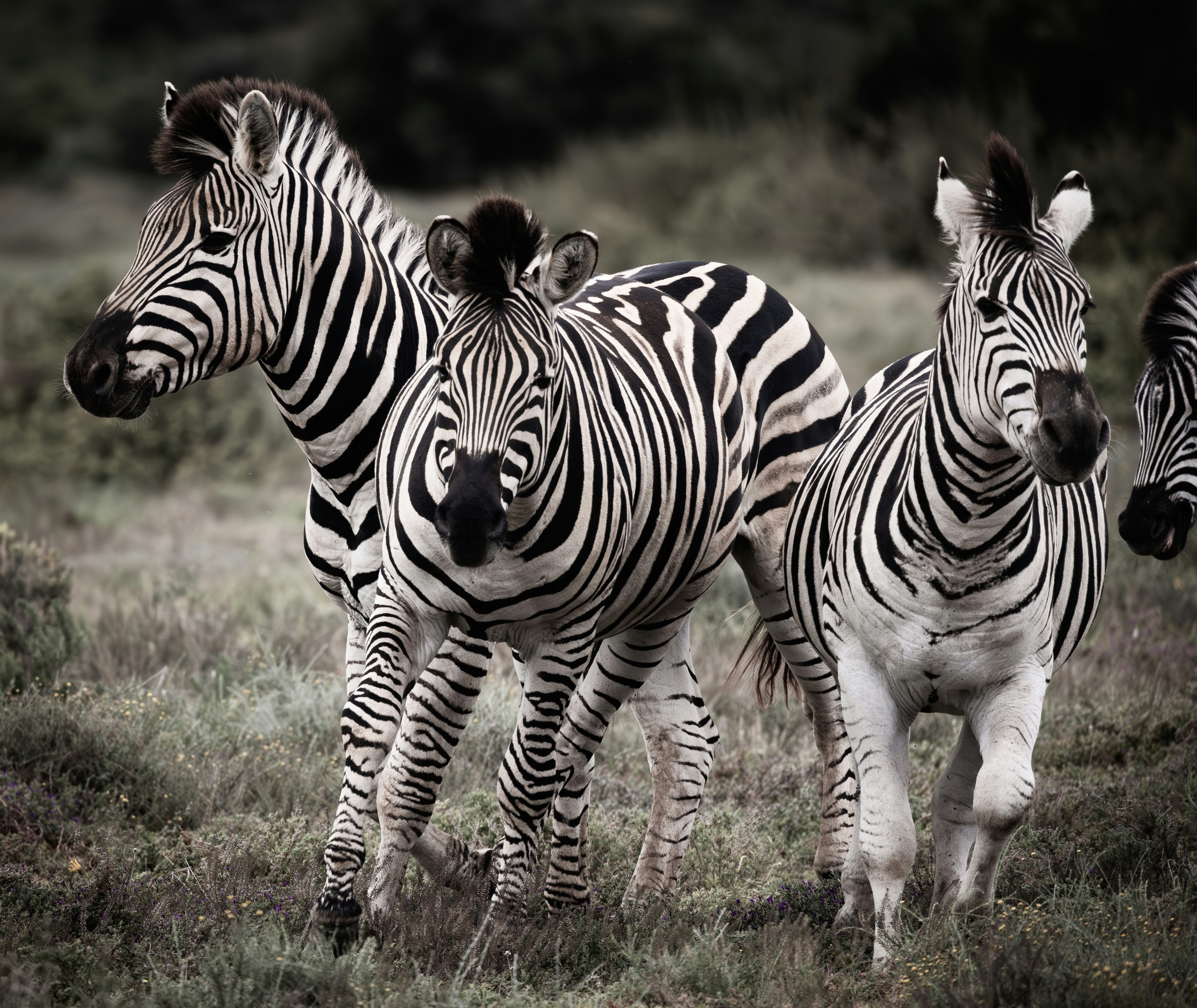 three zebras are standing in a grassy field
