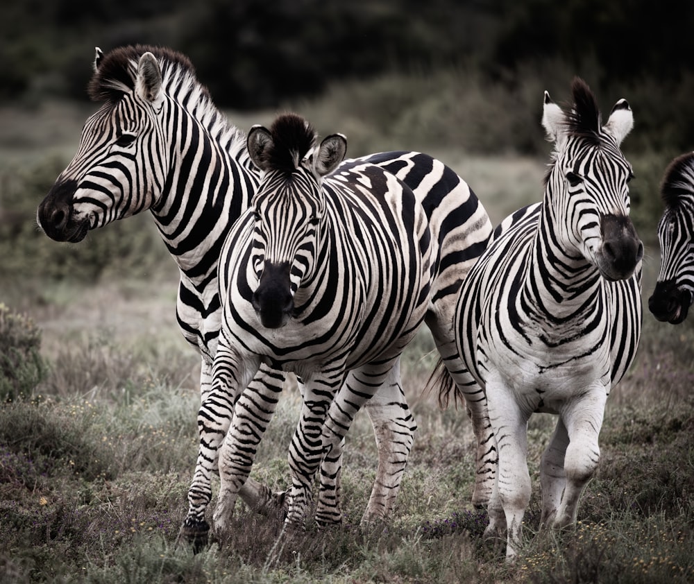 three zebras are standing in a grassy field