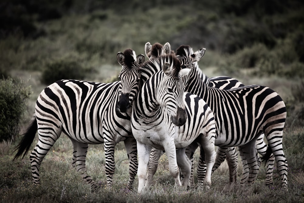 a group of zebra standing next to each other on a field