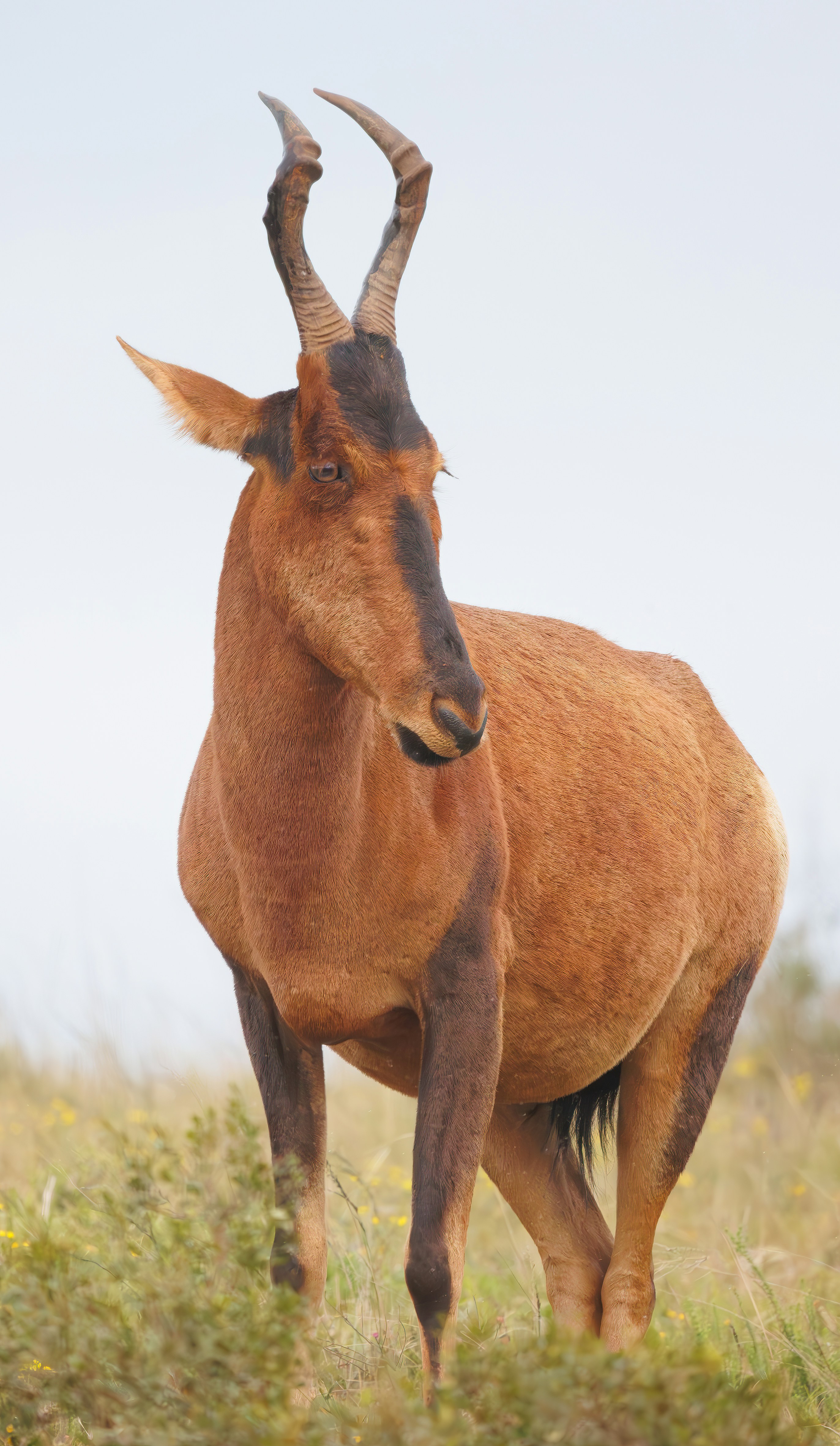 a brown goat standing on top of a grass covered field