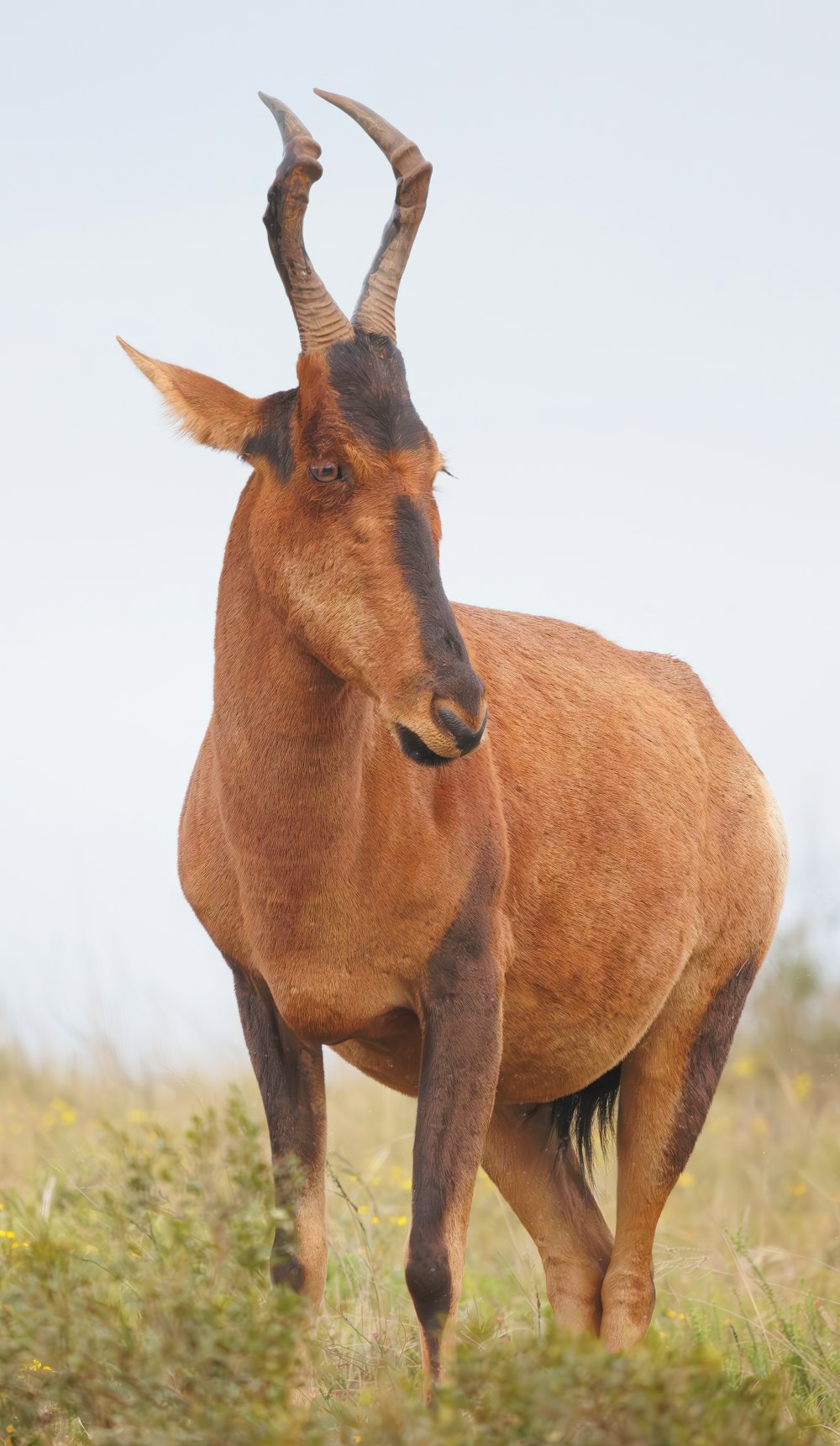 a brown goat standing on top of a grass covered field