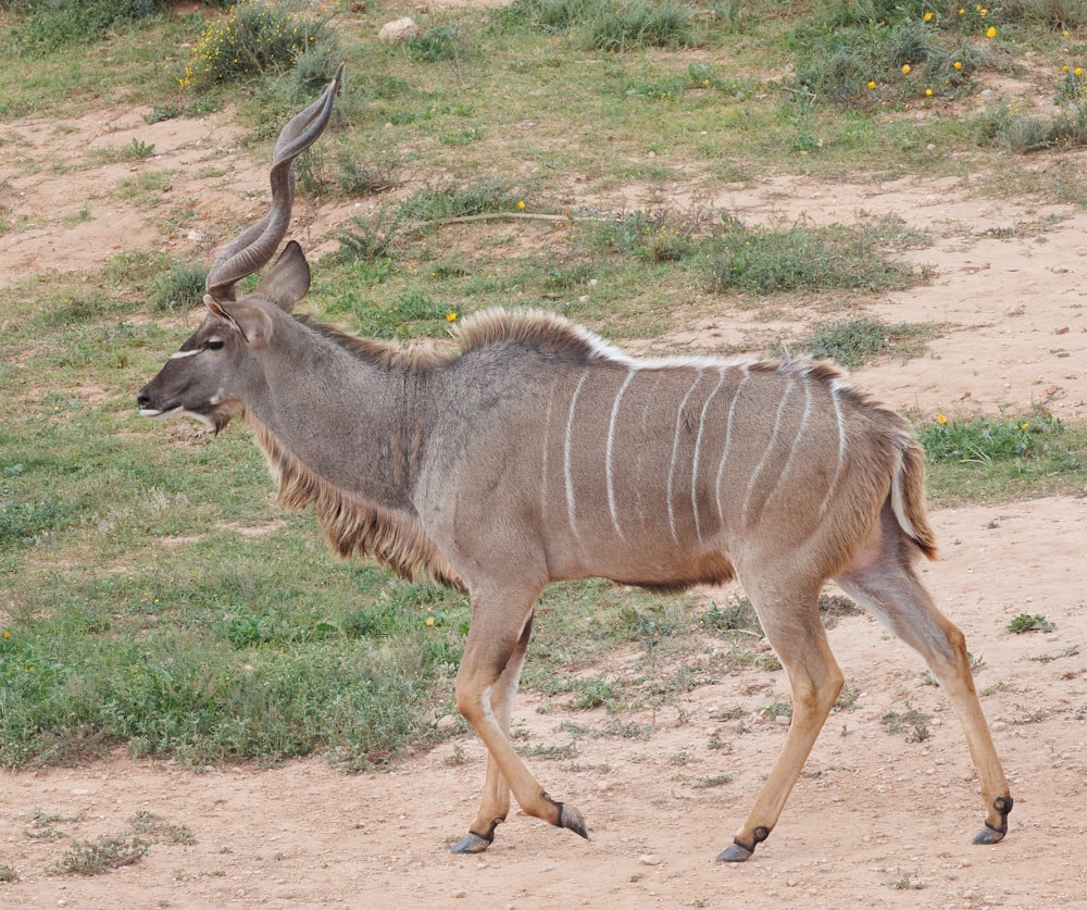 a large antelope walking across a dirt field