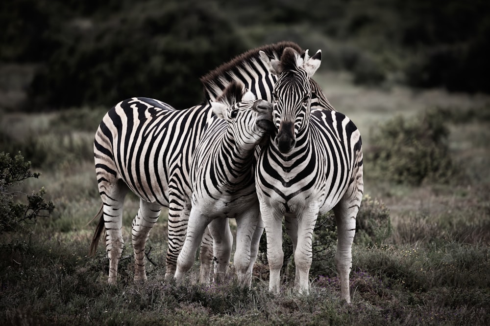 three zebras are standing together in a field