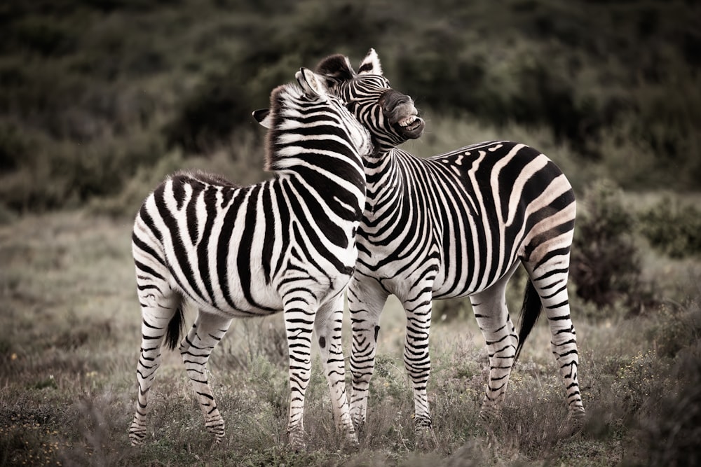 a couple of zebra standing on top of a grass covered field