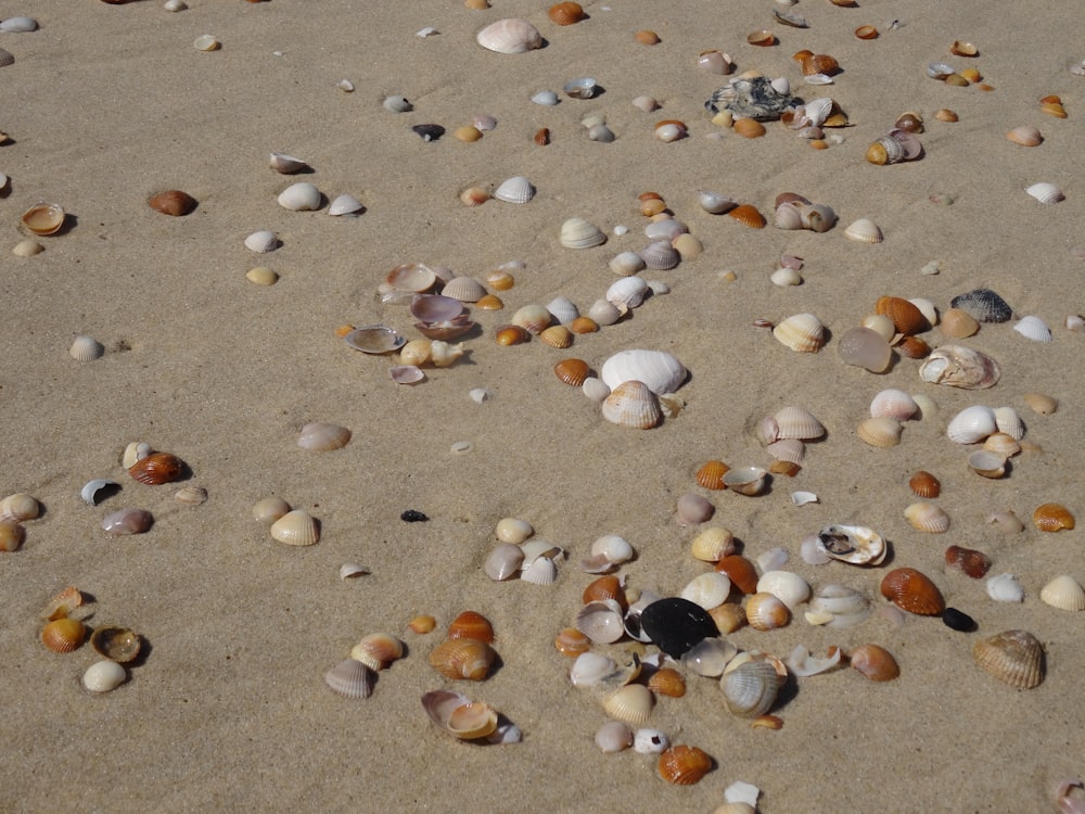 a bunch of small shells on a sandy beach