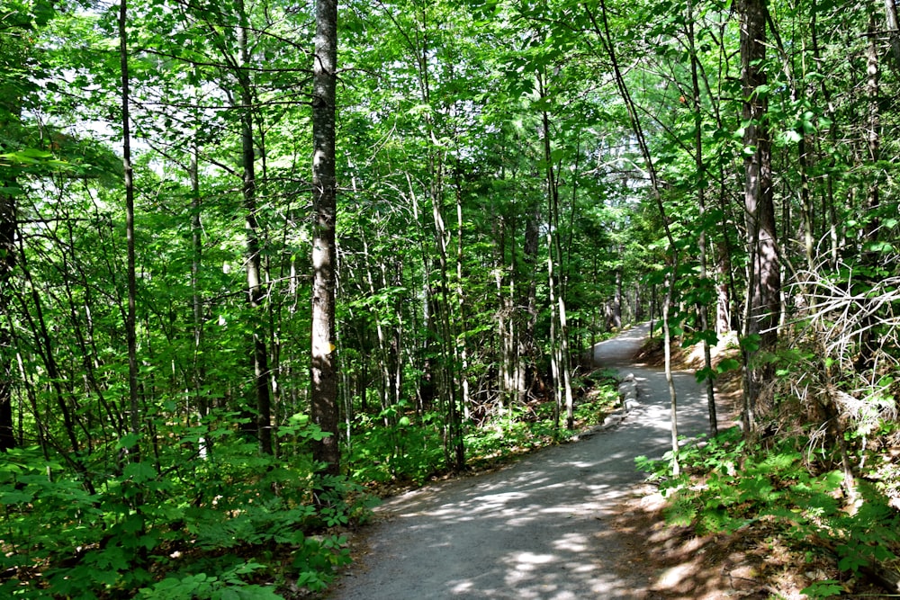 Un sentiero nel mezzo di una foresta con molti alberi