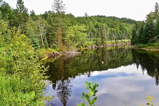 A serene landscape showing a thriving forest beside a calm river, symbolizing sustainable growth and balance.